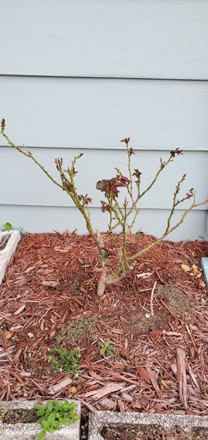 Roses Stripped Back
