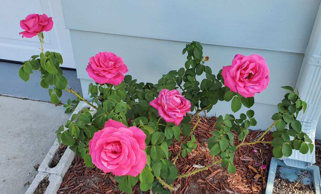 Roses after stripping back