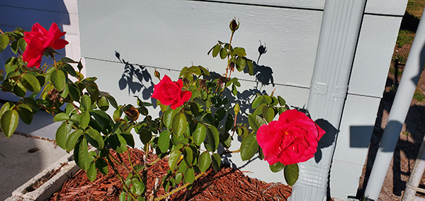 These are the rose before stripping