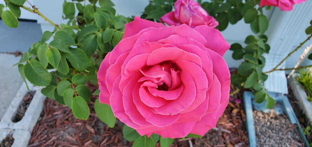 Full rose bloom