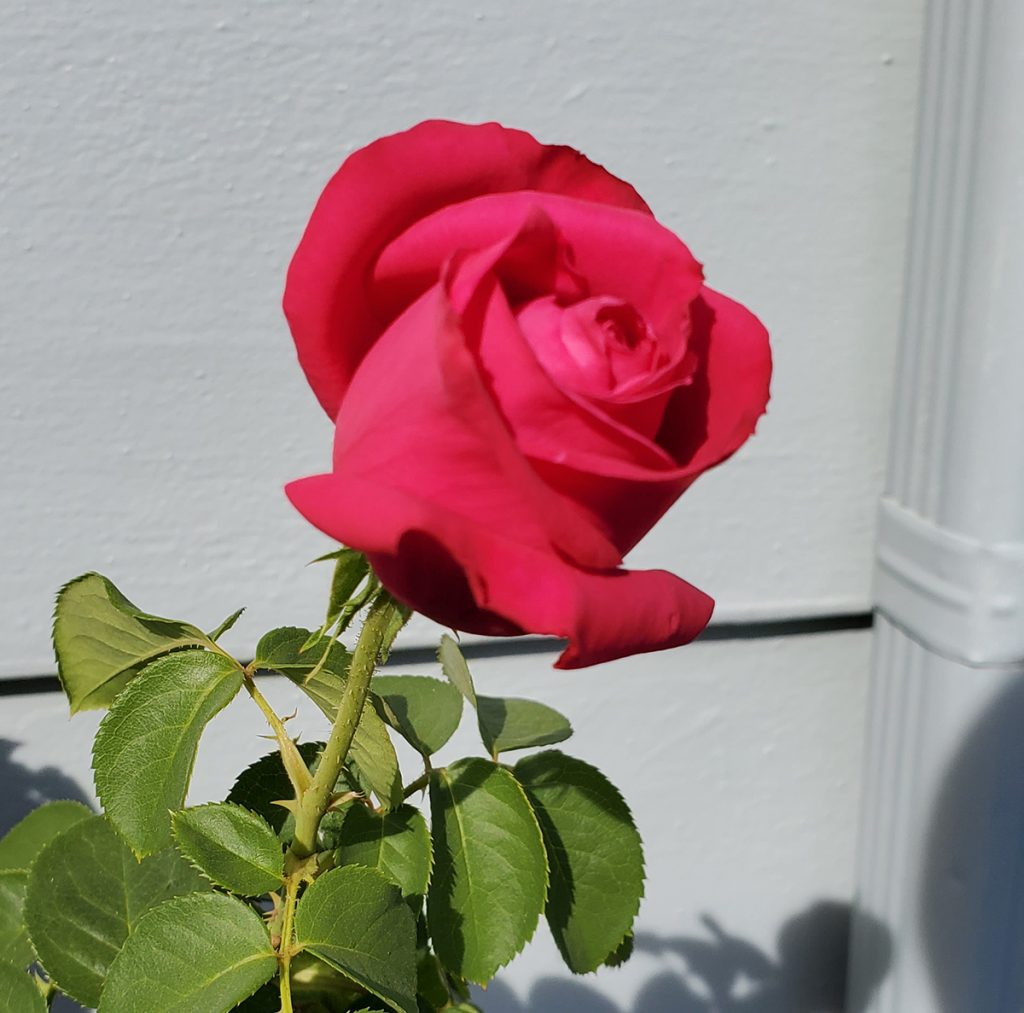 single rose opening